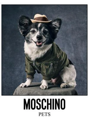 商品Moschino|Twill Logo Dog Bomber Jacket,价格¥834,第3张图片详细描述