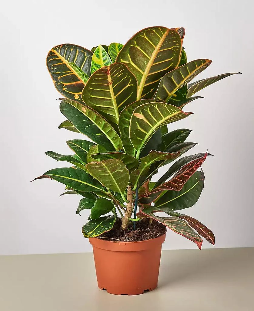 商品House Plant Shop|Croton Petra 'Joseph's Coat' Live Plant, 6" Pot,价格¥225,第1张图片