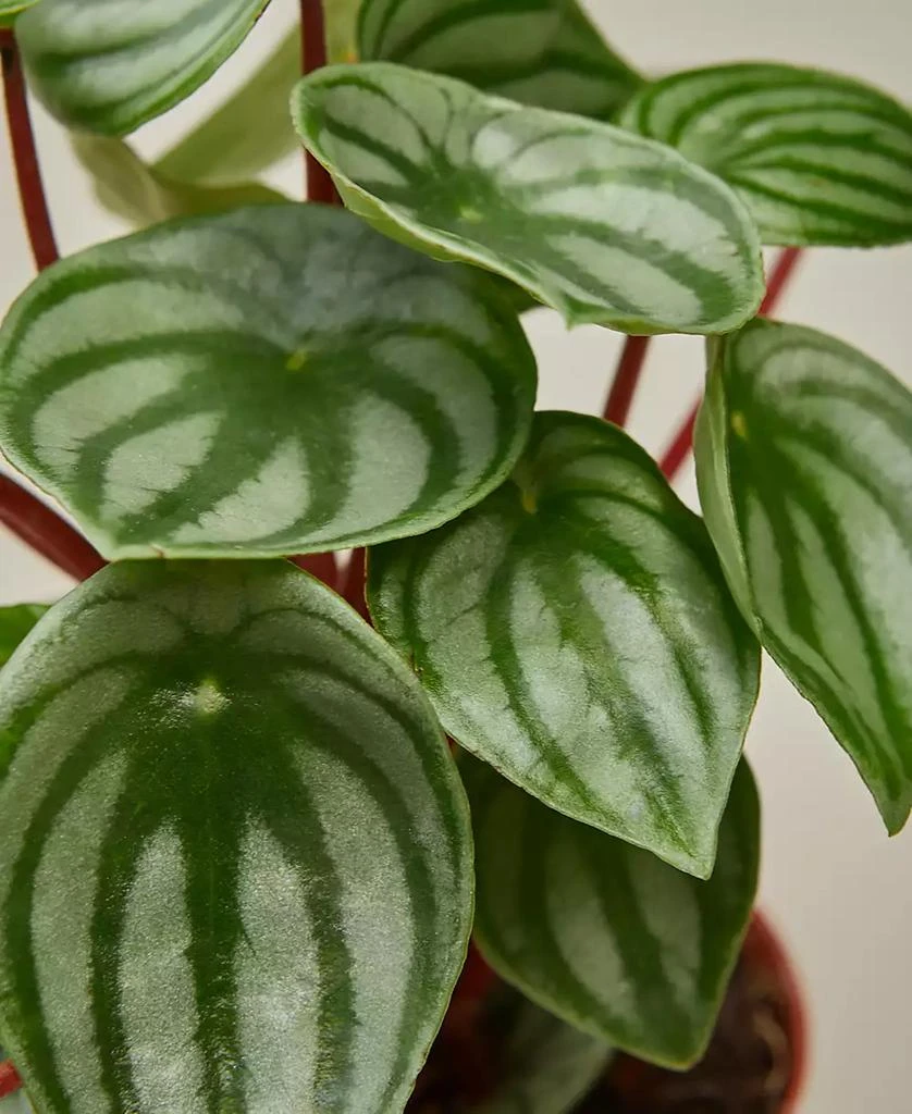 商品House Plant Shop|Peperomia Watermelon Live Plant, 4" Pot,价格¥155,第2张图片详细描述