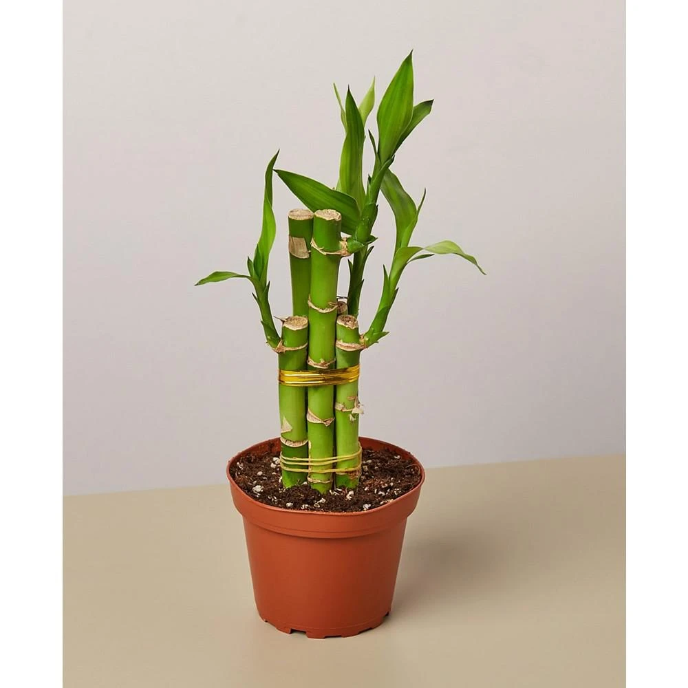 商品House Plant Shop|Dracaena 'Lucky Bamboo' Live Plant, 4" Pot,价格¥150,第1张图片