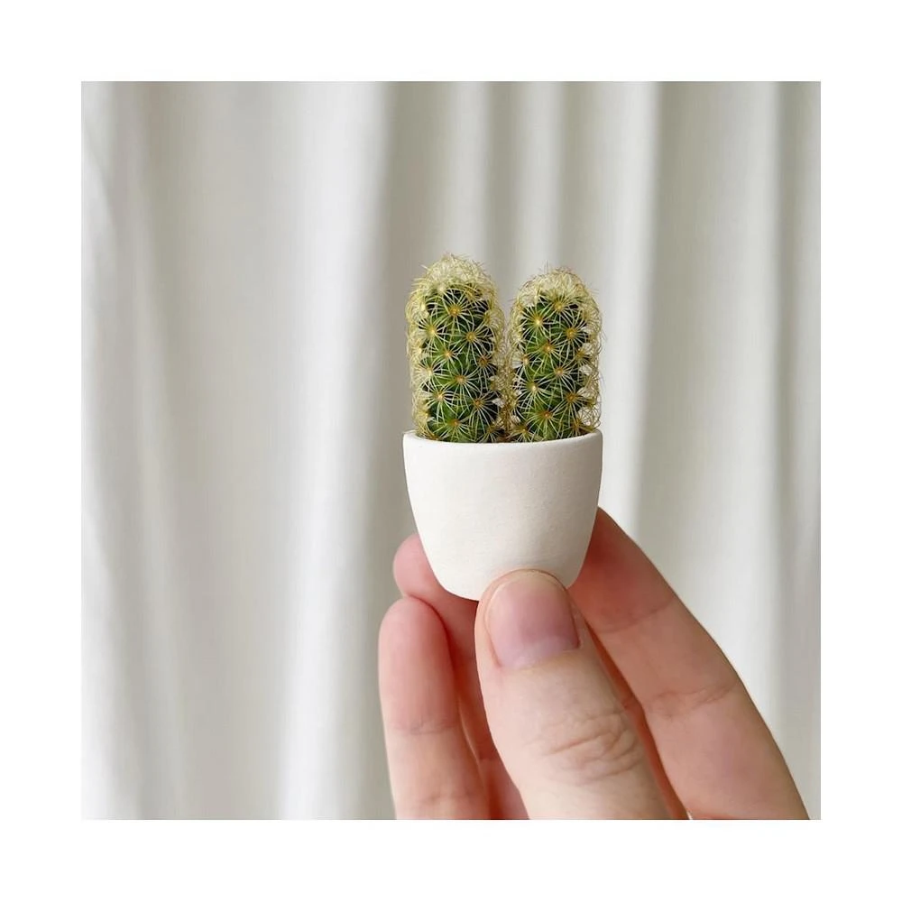 商品Tierra Sol Studio|You + Me Mini Cactus Plant Kit,价格¥225,第2张图片详细描述