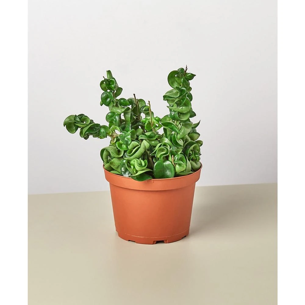 商品House Plant Shop|Hoya Rope Live Plant, 6" Pot,价格¥262,第1张图片