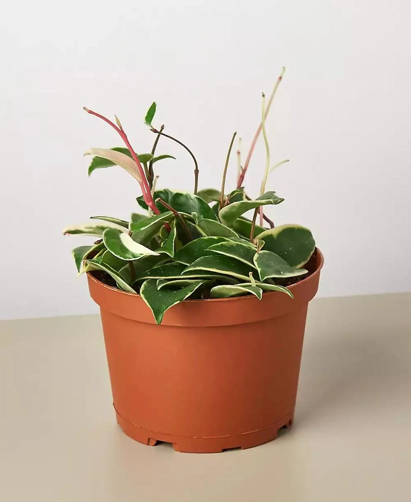 商品House Plant Shop|Tricolor Hoya Carnosa Wax Flower Live Plant, 6" Pot,价格¥321,第1张图片