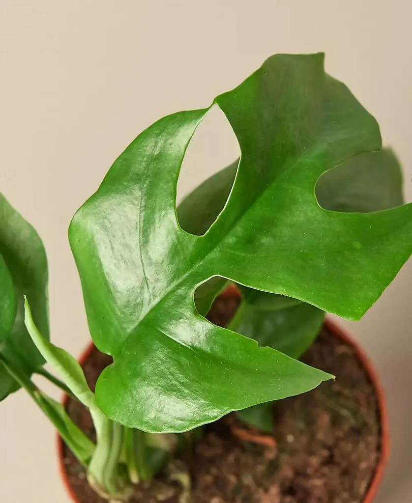 商品House Plant Shop|Philodendron Mini Monstera Minima Live Plant, 4" Pot,价格¥155,第3张图片详细描述