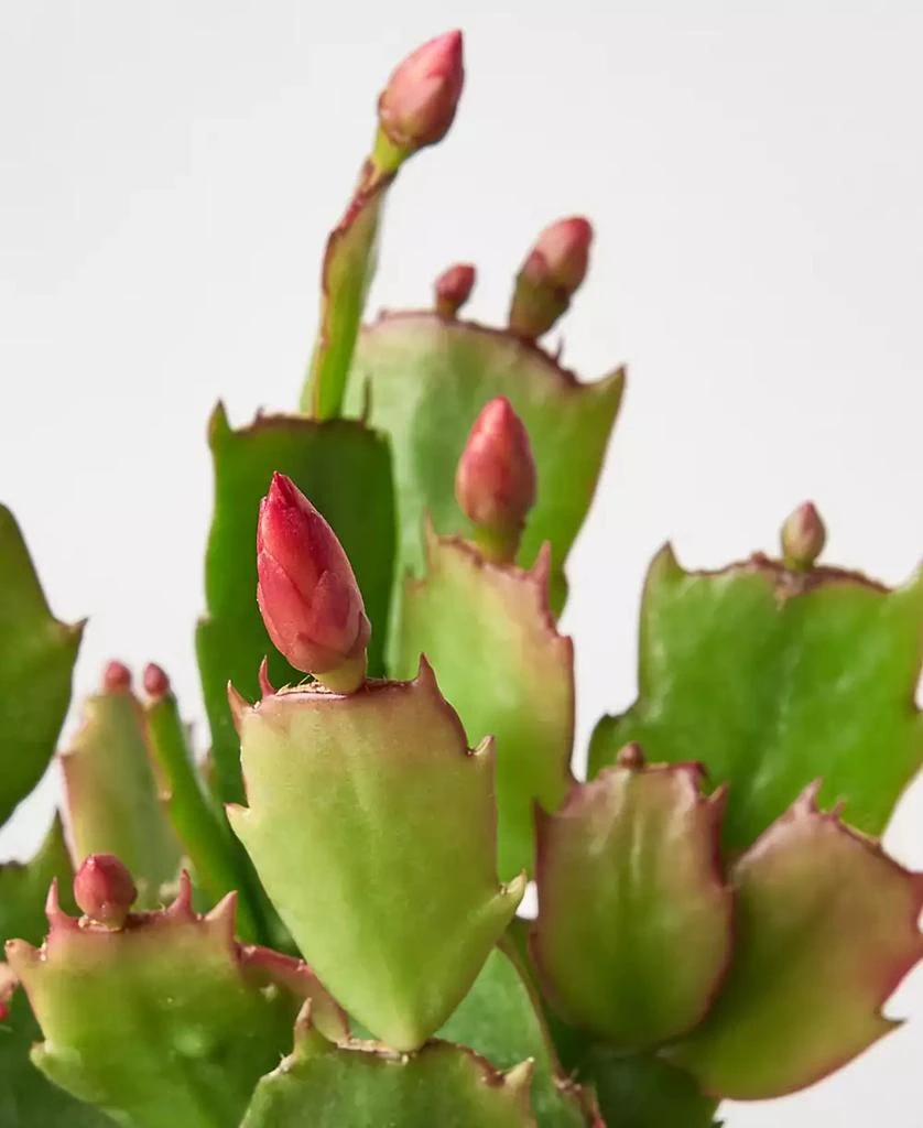 商品House Plant Shop|Zygo Christmas Cactus in 4" Pot,价格¥187,第3张图片详细描述