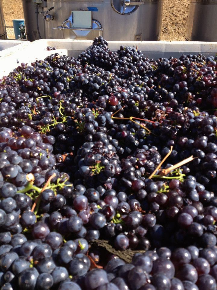 赫氏庄园思睿混酿葡萄酒 2013 | Hearst Red Blend Wine 2013 (Paso Robles, CA）商品第6张图片规格展示