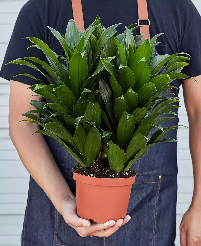 商品House Plant Shop|Dracaena 'Janet Craig' Live Plant, 6" Pot,价格¥232,第2张图片详细描述