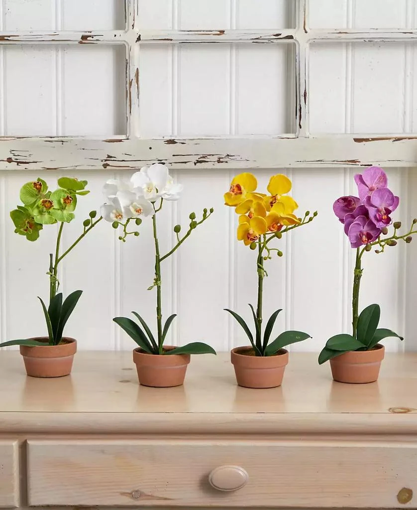 4-Pc. Phalaenopsis Orchid Set with Clay Vases 商品