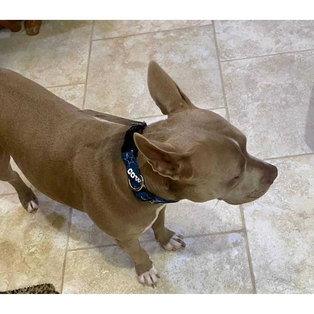 商品Little Earth Productions|Little Earth Productions - Dallas Cowboys Pet Collar,价格¥332,第4张图片详细描述