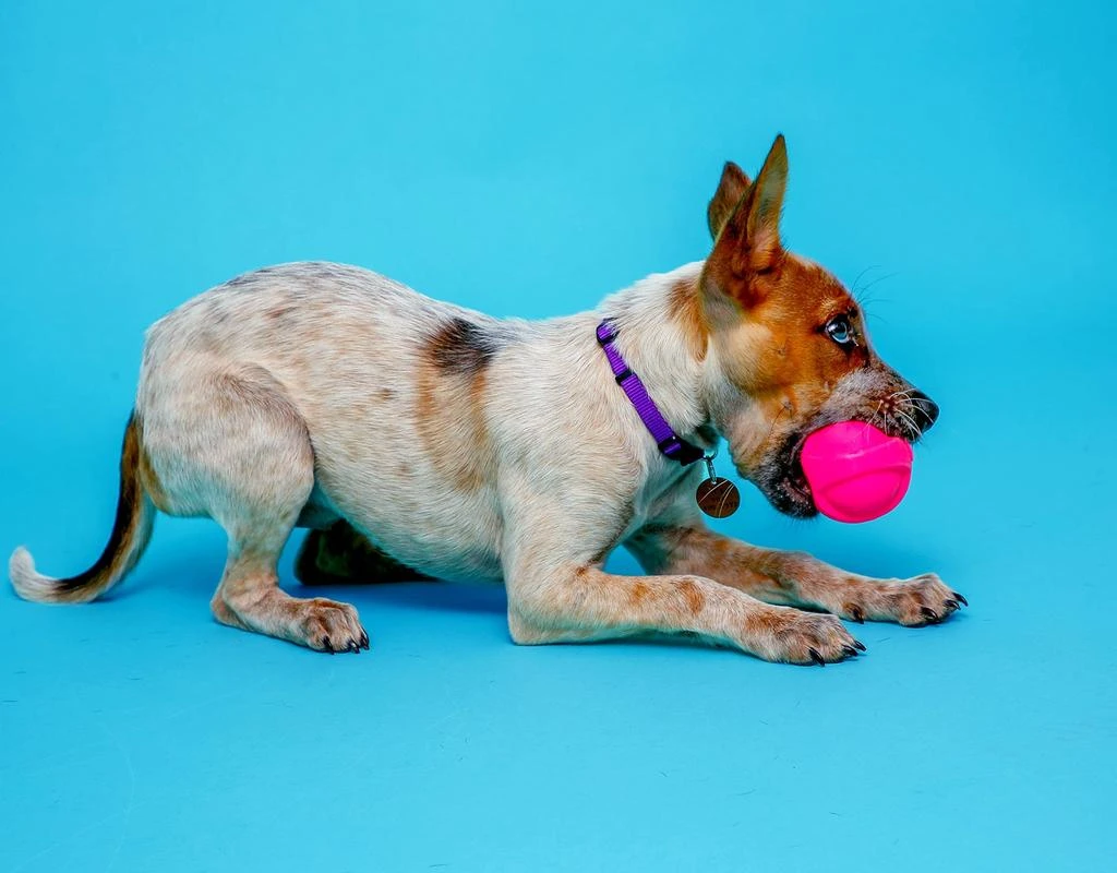 商品Hartz|Hartz Dura Play Bacon Scented Squeak Ball Dog Toy for Small Breeds, 3 Pack,价格¥89,第4张图片详细描述