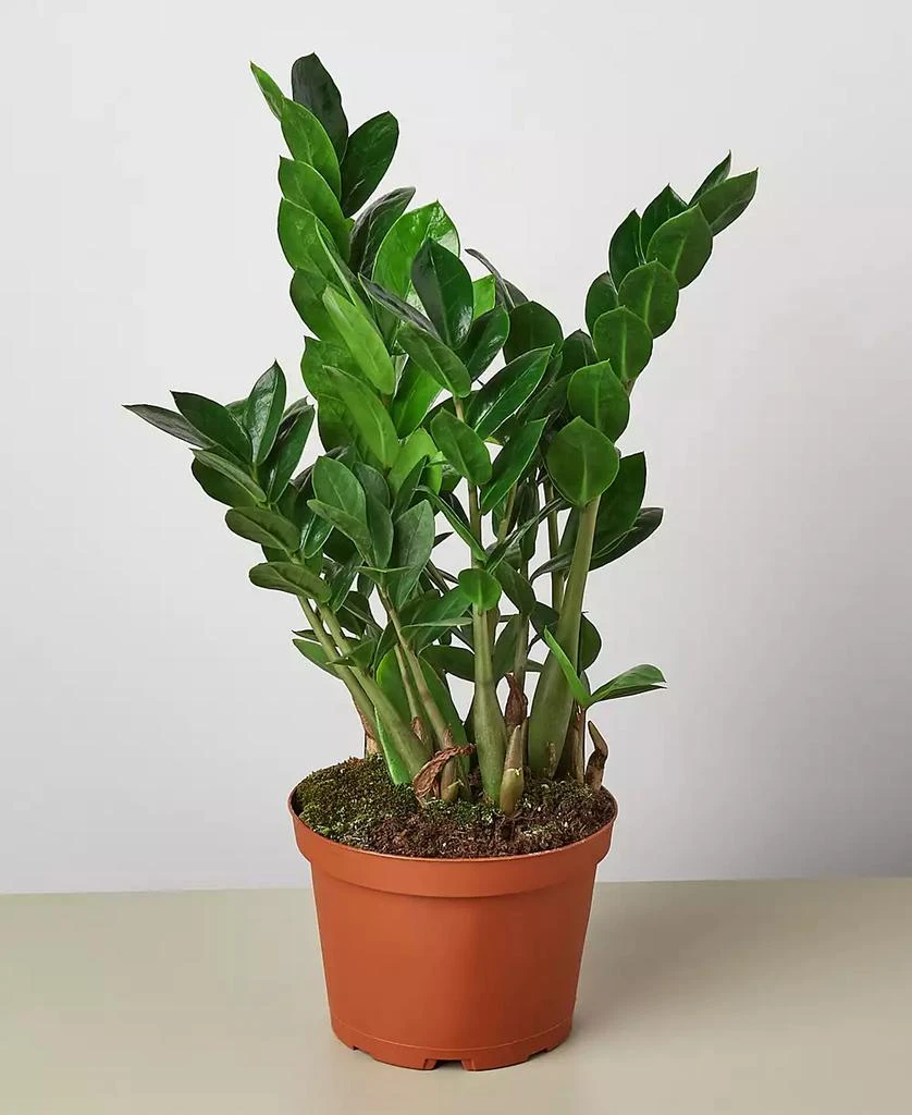 商品House Plant Shop|Zamioculcas Zamiifolia 'ZZ' Live Plant, 6" Pot,价格¥204,第1张图片
