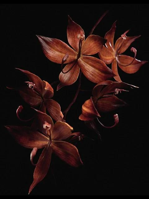 商品Guerlain|Orchidee Imperiale Black Anti-Aging Eye & Lip Contour Cream,价格¥4879,第2张图片详细描述