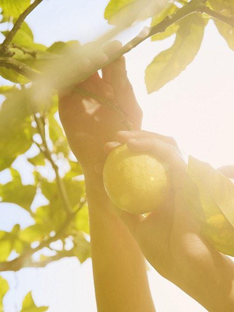 商品MAISON MARGIELA|Replica Under The Lemon Trees  Eau De Toilette,价格¥475-¥900,第6张图片详细描述