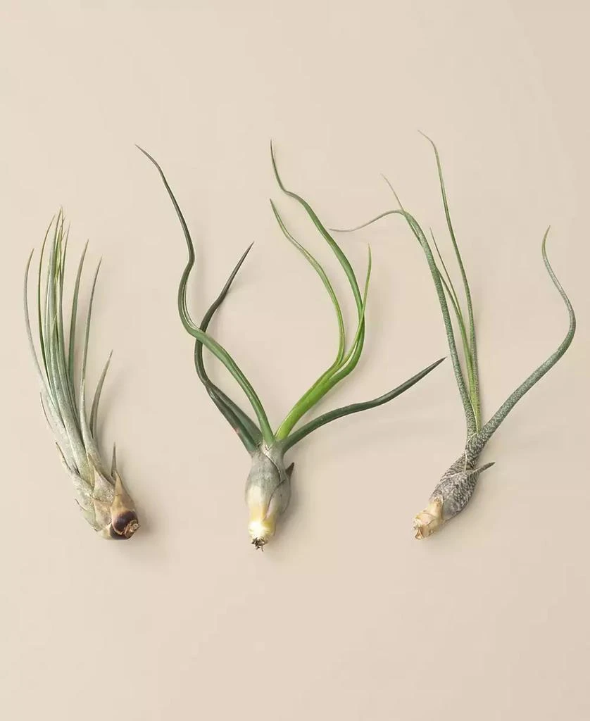 商品House Plant Shop|Tillandsia Live Air Plants, Pack of 3,价格¥163,第1张图片