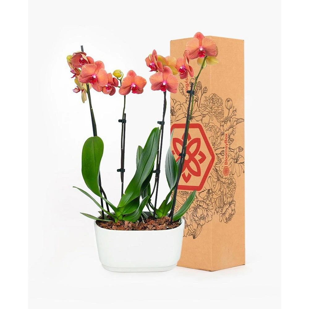 商品BloomsyBox|Barcelona Orchid Duo Live Plant,价格¥748,第2张图片详细描述