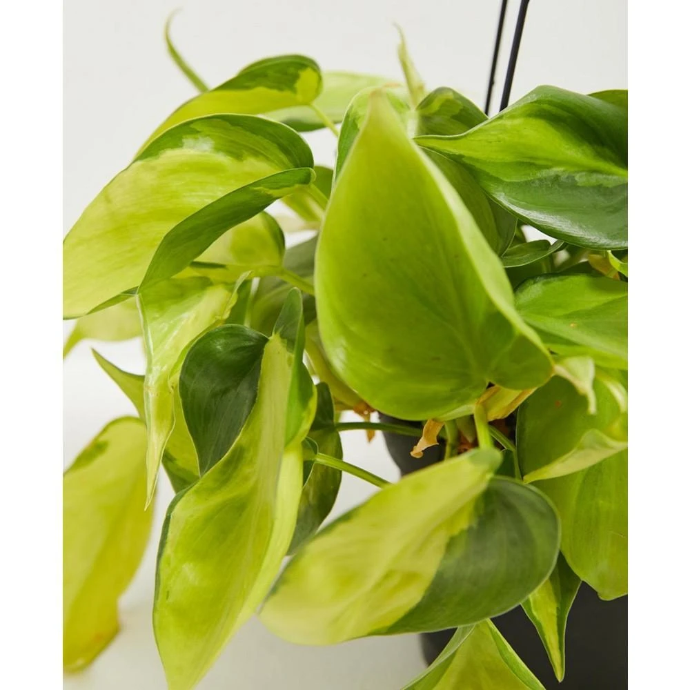 商品Lively Root|Sweetheart Vine Live Plant, 6" Chai Eco Pot,价格¥479,第3张图片详细描述