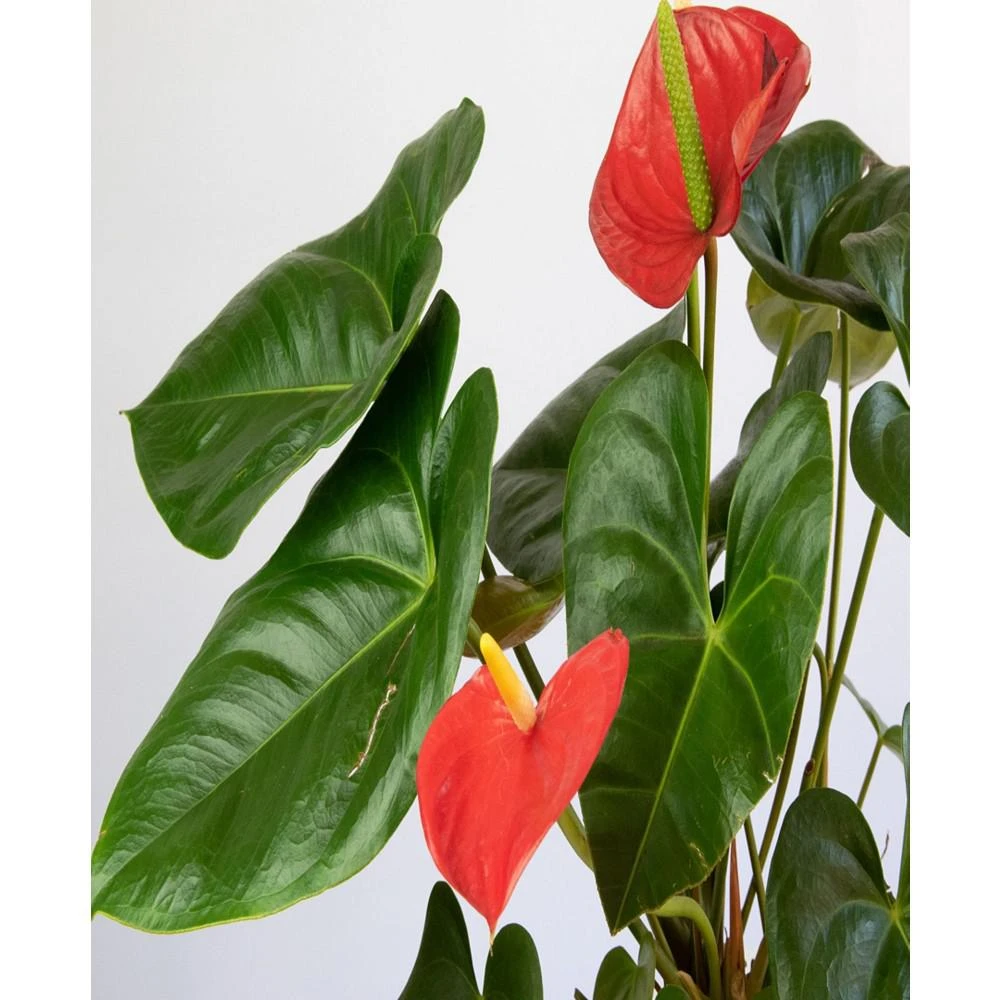 商品Lively Root|Flamingo Flower Live Plant, 4" Coco Eco Pot,价格¥374,第2张图片详细描述