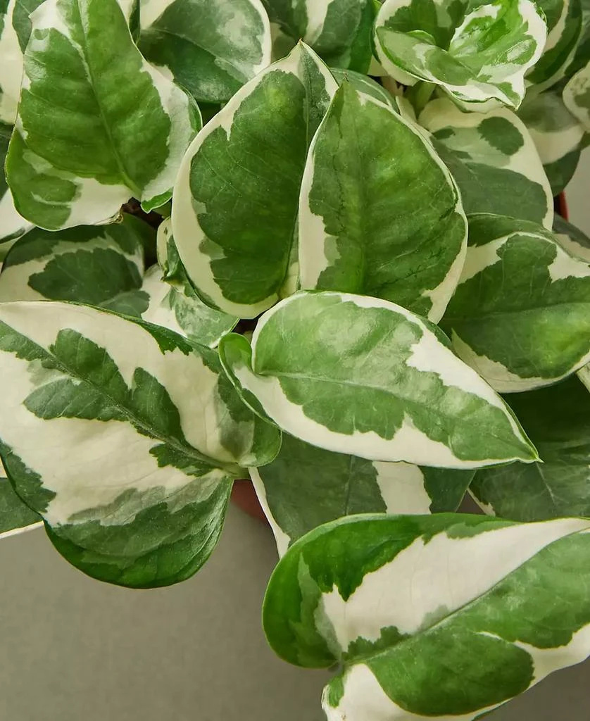 商品House Plant Shop|Pothos 'N'Joy' Live Plant, 4" Pot,价格¥96,第2张图片详细描述