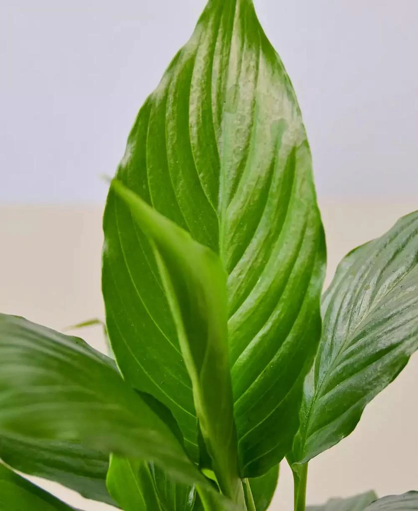 商品House Plant Shop|Spathiphyllum 'Peace Lily' Live Plant, 4" Pot,价格¥139,第2张图片详细描述