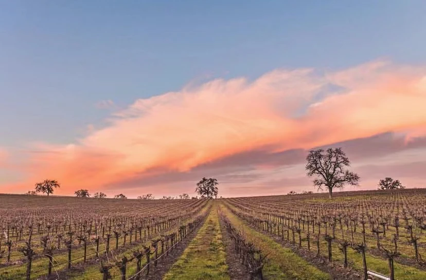 润木酒庄梅洛干红葡萄酒 2019 | Raywood Merlot 2019 (Central Coast, CA） 商品