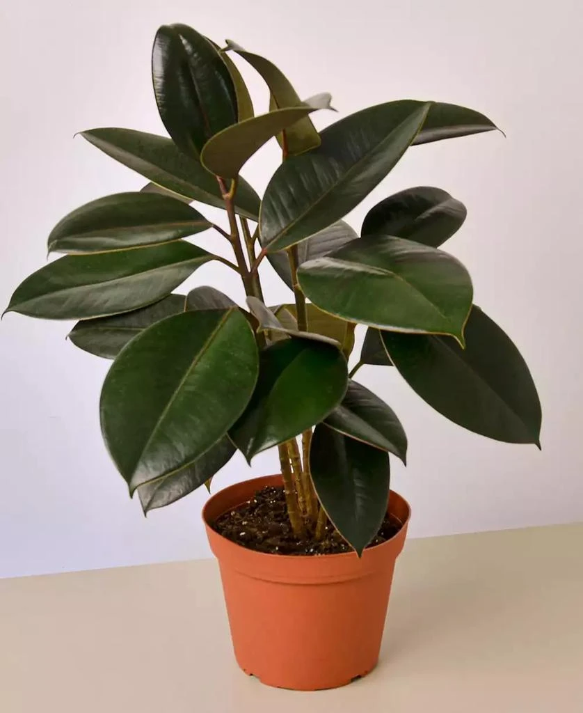 商品House Plant Shop|Ficus Elastica 'Burgundy' Live Plant, 6" Pot,价格¥267,第1张图片
