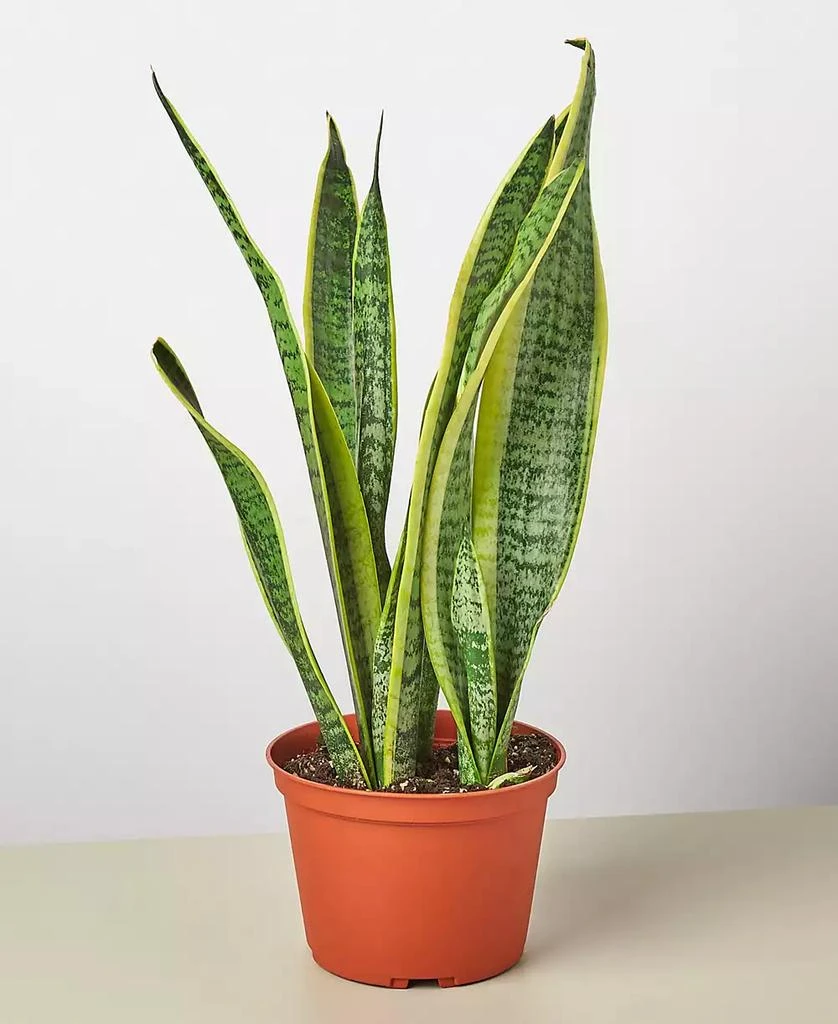 商品House Plant Shop|Snake Laurentii Live Plant, 6" Pot,价格¥225,第5张图片详细描述