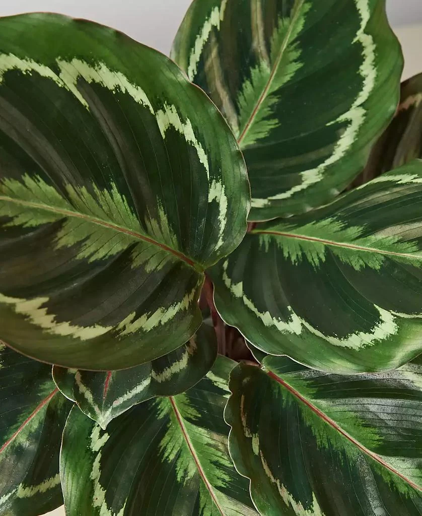 商品House Plant Shop|Calathea Roseopicta 'Medallion' Live Plant, 6" Pot,价格¥325,第2张图片详细描述