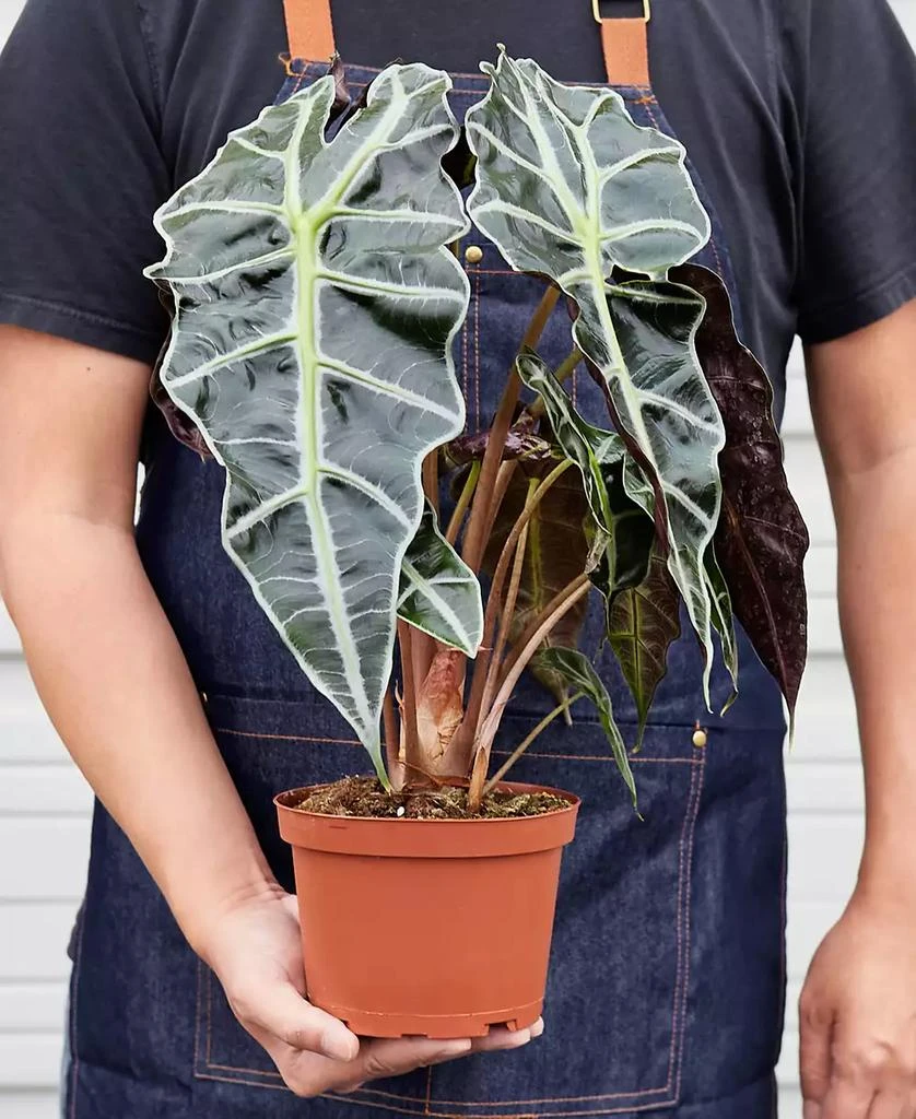商品House Plant Shop|Alocasia Polly 'African Mask' Live Plant, 6" Pot,价格¥236,第3张图片详细描述