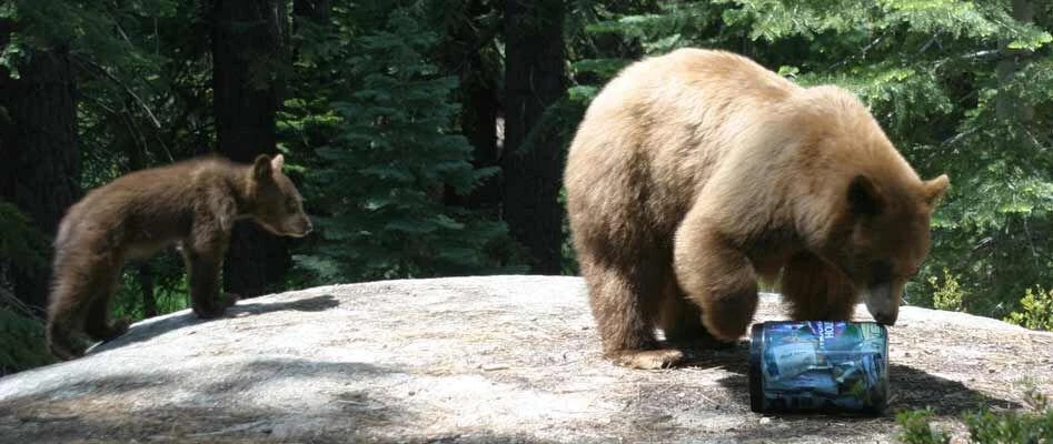 商品Bearvault|Bearvault - BV 500,价格¥751,第2张图片详细描述