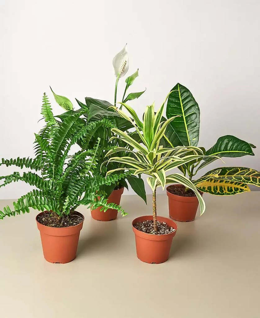 商品House Plant Shop|Air Purifying Live Plants, Pack of 4,价格¥371,第1张图片