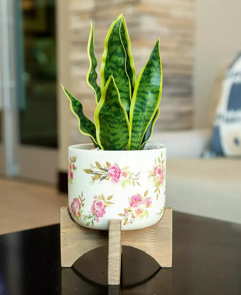 商品Flora Bunda|12" Snake Plant in Ceramic on Stand,价格¥180,第3张图片详细描述