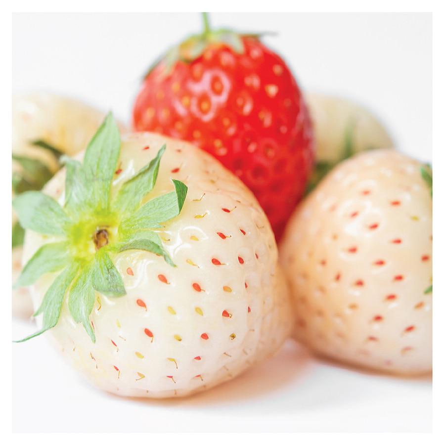 Fresh Outlast Body Wash Notes of White Strawberry & Mint商品第5张图片规格展示
