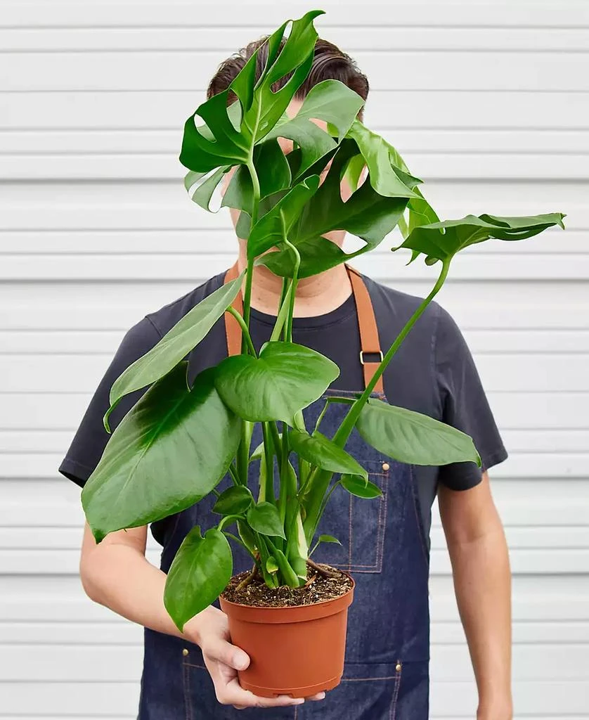 商品House Plant Shop|Philodendron 'Monstera' Live Plant, 6" Pot,价格¥225,第3张图片详细描述