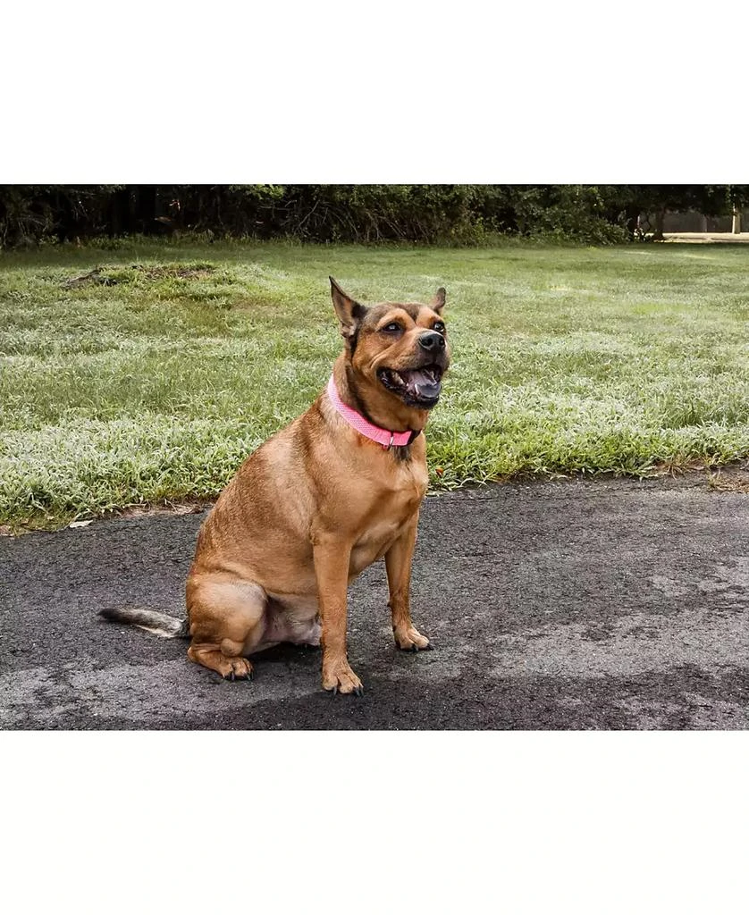 'Aero Mesh' 360 Degree Breathable Adjustable Mesh Dog Collar 商品