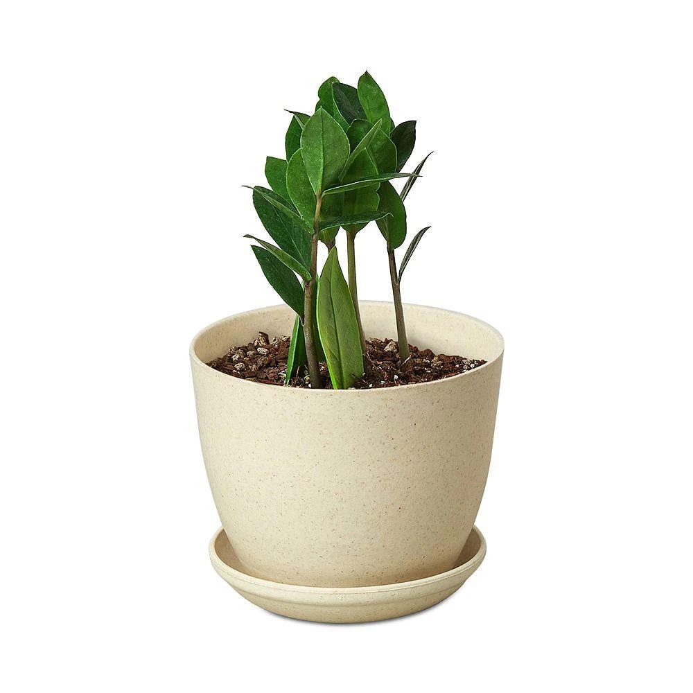 商品House Plant Shop|ZZ Plant in Brown Ceramic Pot,价格¥559,第1张图片