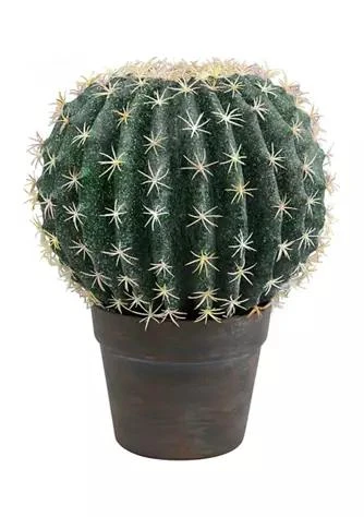 商品Vickerman|Potted Green Barrell Cactus,价格¥558,第1张图片