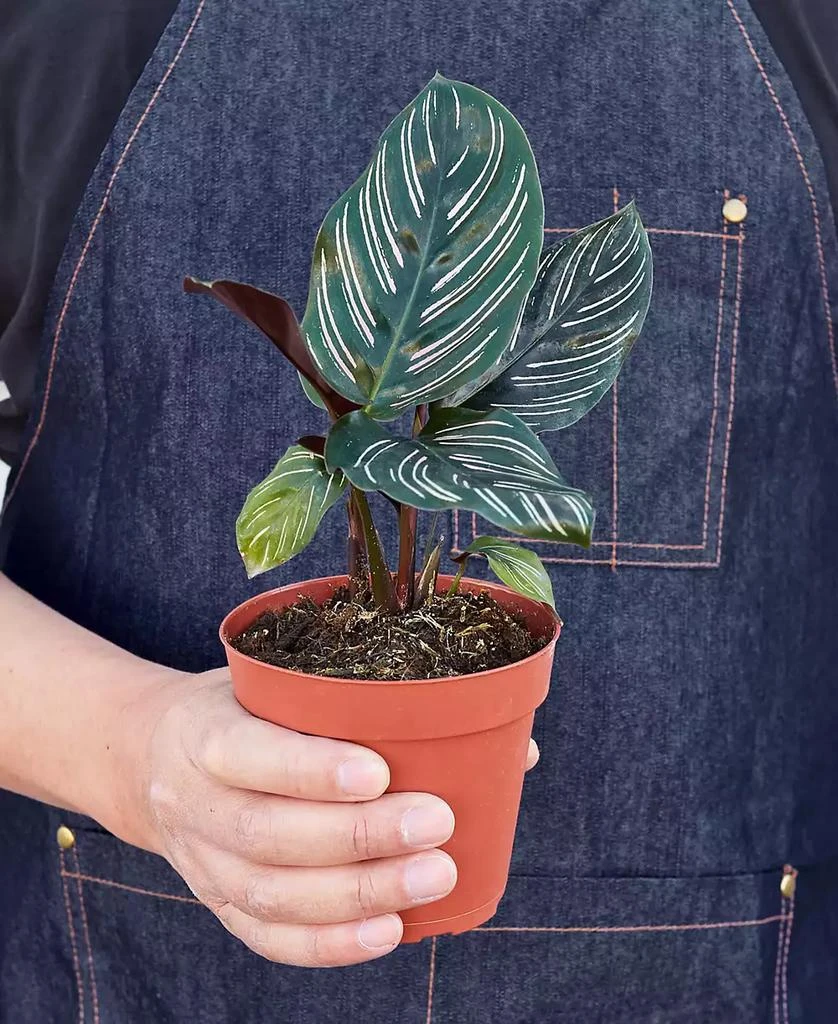 商品House Plant Shop|Calathea 'Ornata' Live Plant, 4" Pot,价格¥209,第3张图片详细描述