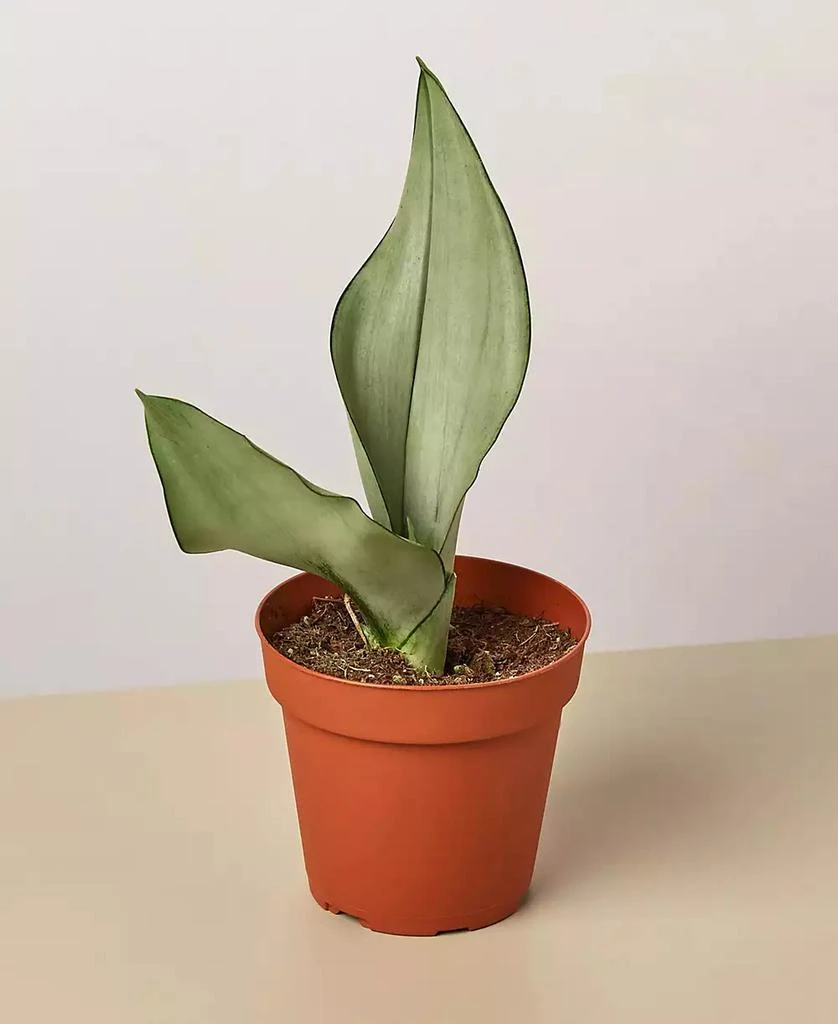 商品House Plant Shop|Snake Plant Moonshine Live Plant, 4" Pot,价格¥139,第1张图片