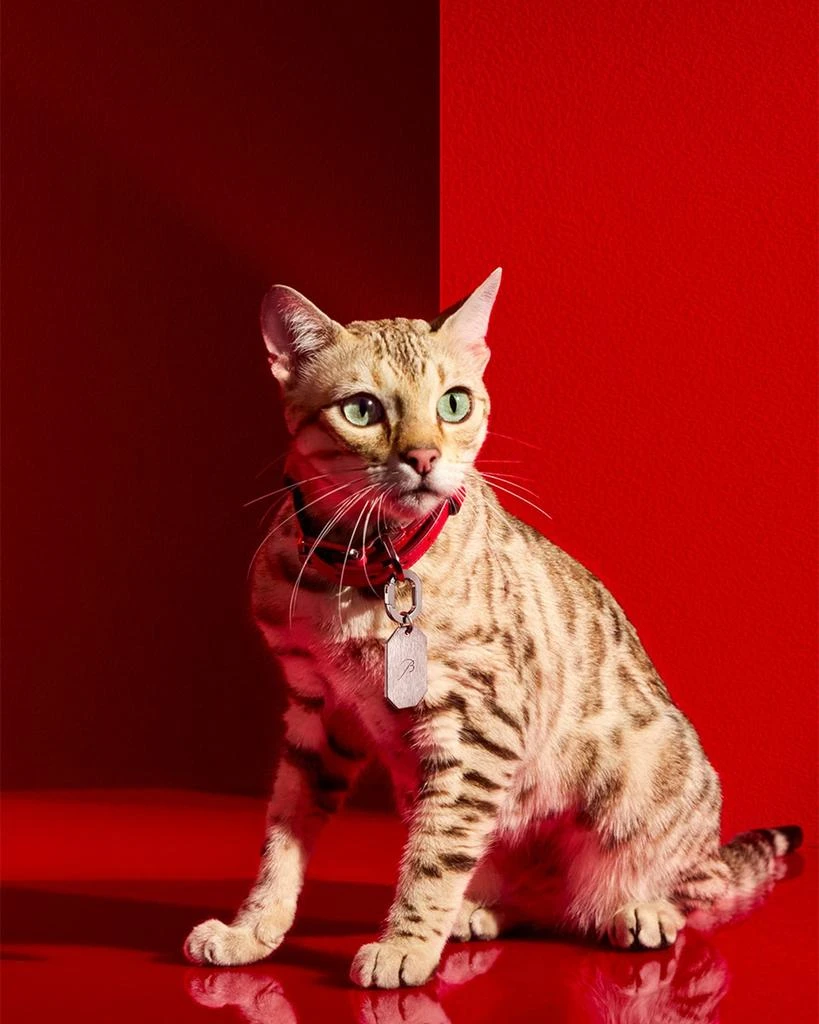 商品Baccarat|Louxor Pet Collar, Small,价格¥5730,第2张图片详细描述