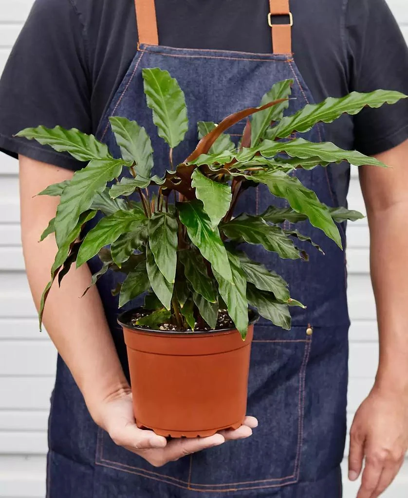 商品House Plant Shop|Calathea Rufibarba 'Furry Feather' Live Plant, 6" Pot,价格¥314,第2张图片详细描述