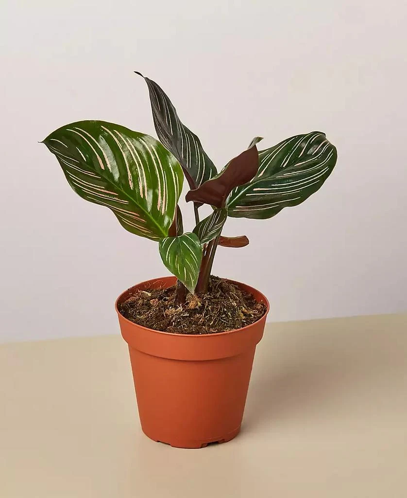 商品House Plant Shop|Calathea 'Ornata' Live Plant, 4" Pot,价格¥209,第1张图片