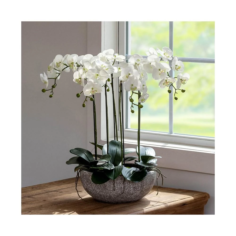 商品Park Hill Collection|Phalaenopsis Orchid Plant in Concrete Bowl,价格¥3095,第2张图片详细描述