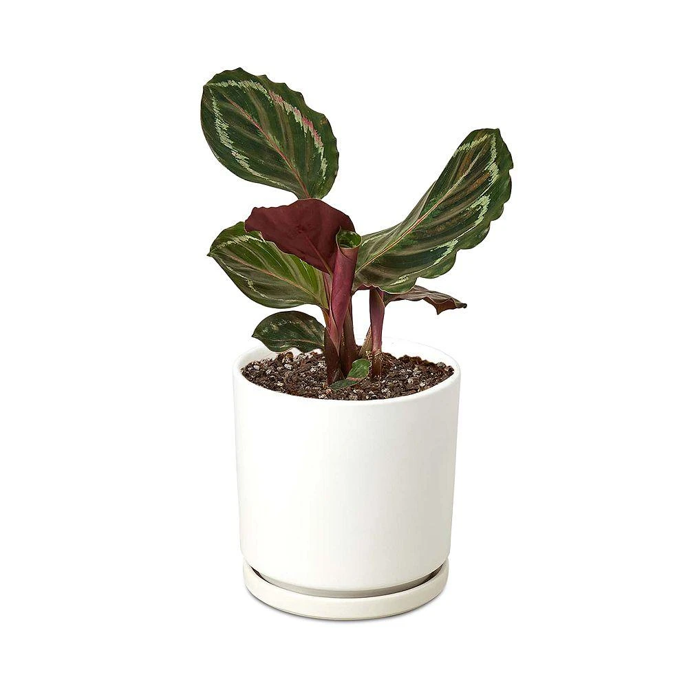 商品House Plant Shop|Calathea Medallion Plant in White Pot,价格¥543,第1张图片