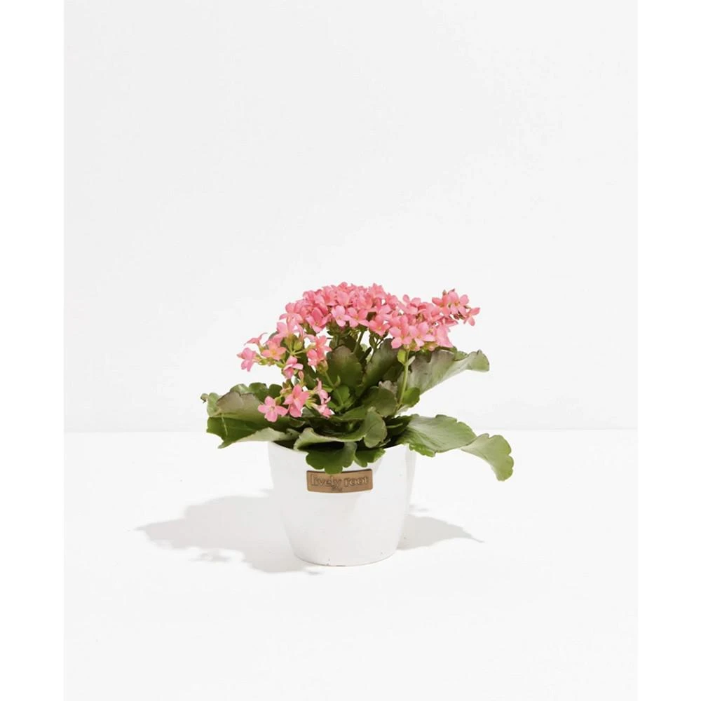 商品Lively Root|Blooming Kalanchoe Live Plant, 4" Coco Eco Pot,价格¥374,第1张图片