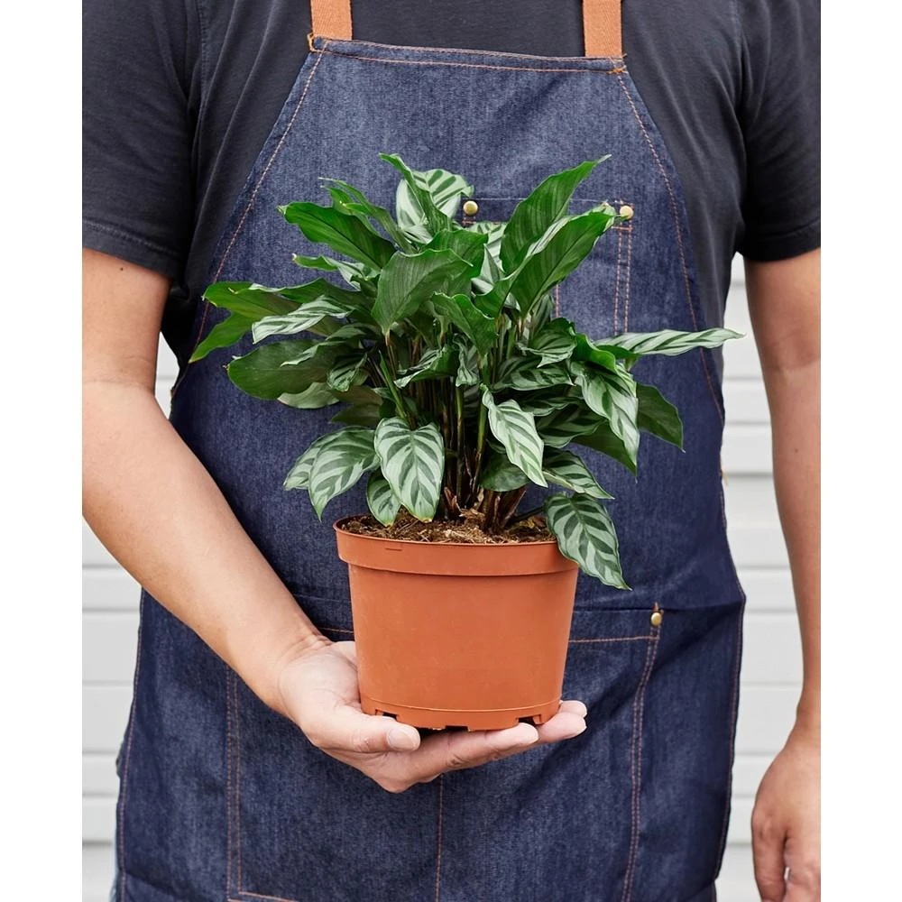 商品House Plant Shop|Calathea Concinna 'Freddie' Live Plant, 6" Pot,价格¥314,第2张图片详细描述