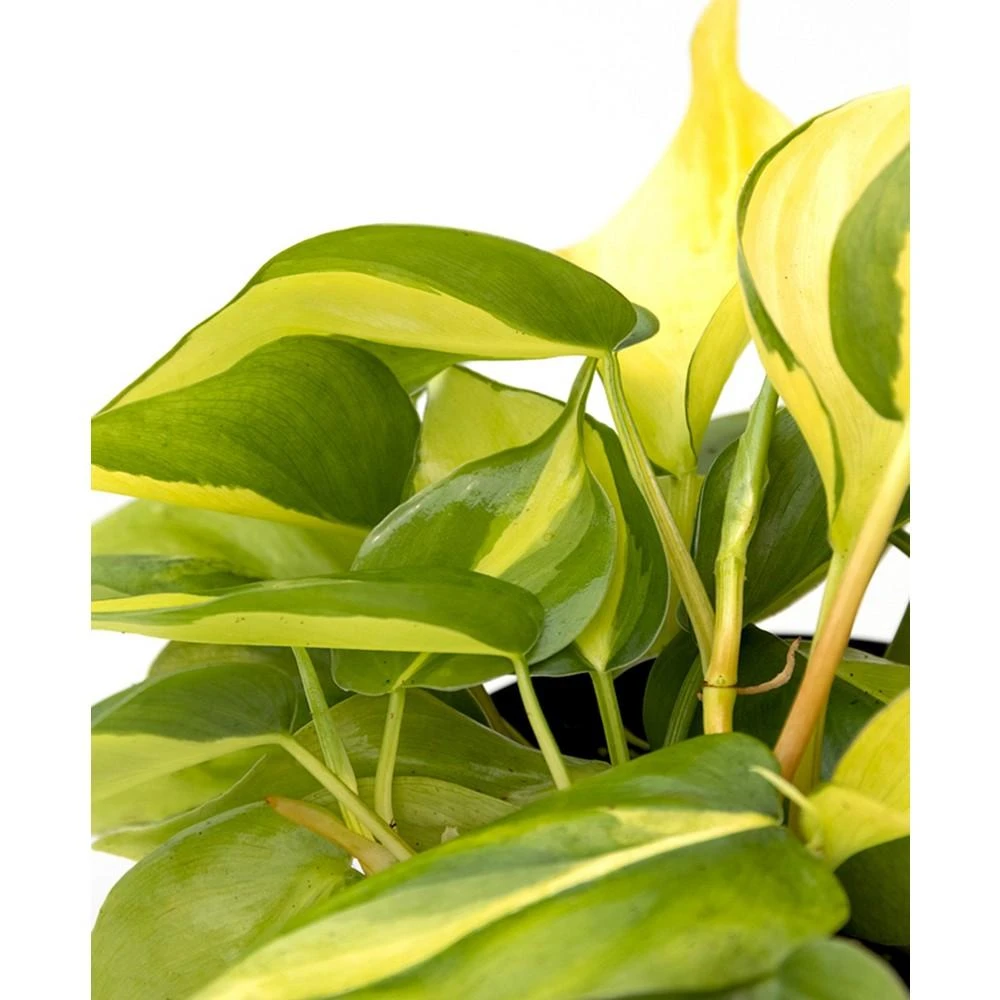 商品Lively Root|Sweetheart Vine Live Plant, 6" Chai Eco Pot,价格¥479,第2张图片详细描述
