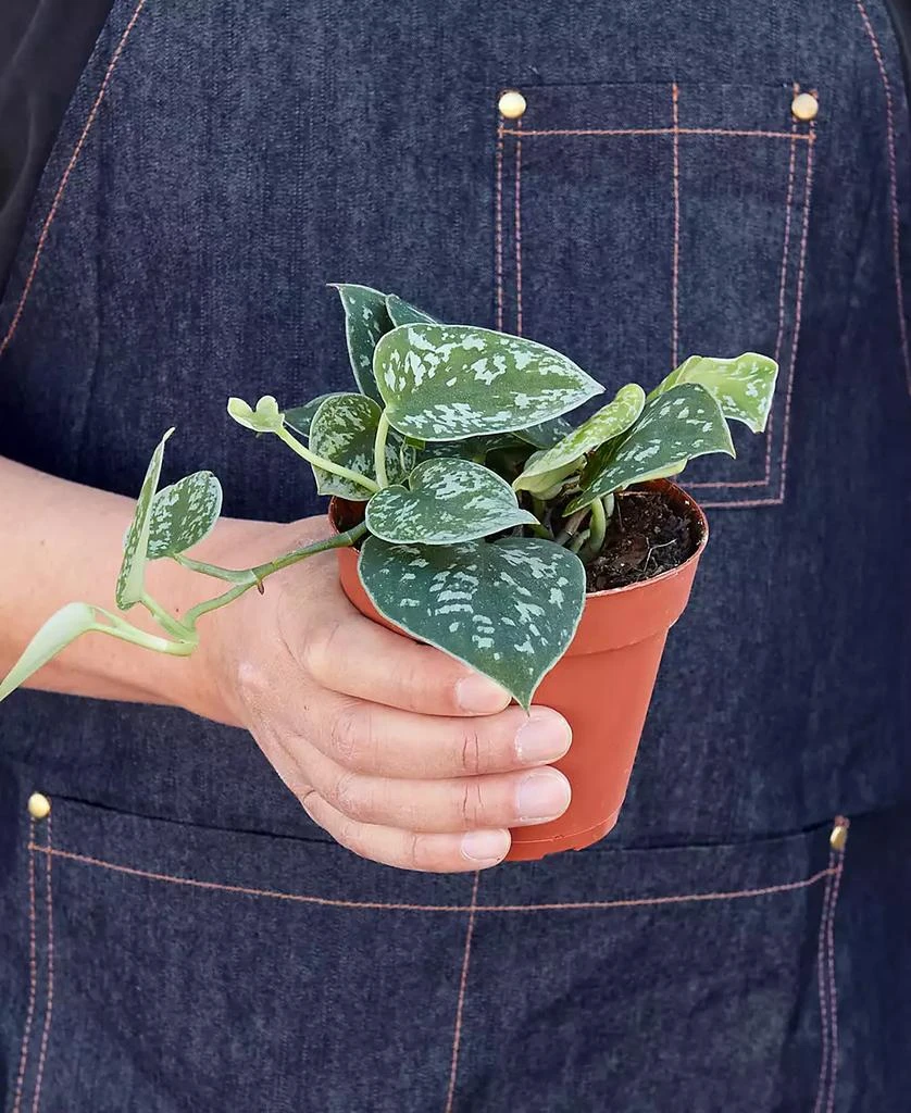 商品House Plant Shop|Pothos 'Satin' Live Plant, 4" Pot,价格¥139,第2张图片详细描述