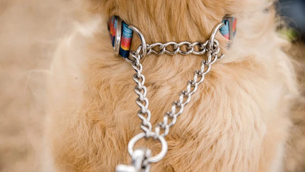 商品Ruffwear|Chain Reaction Collar,价格¥129,第5张图片详细描述