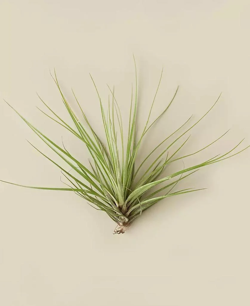 商品House Plant Shop|Tillandsia Floribunda Live Air Plant,价格¥102,第1张图片