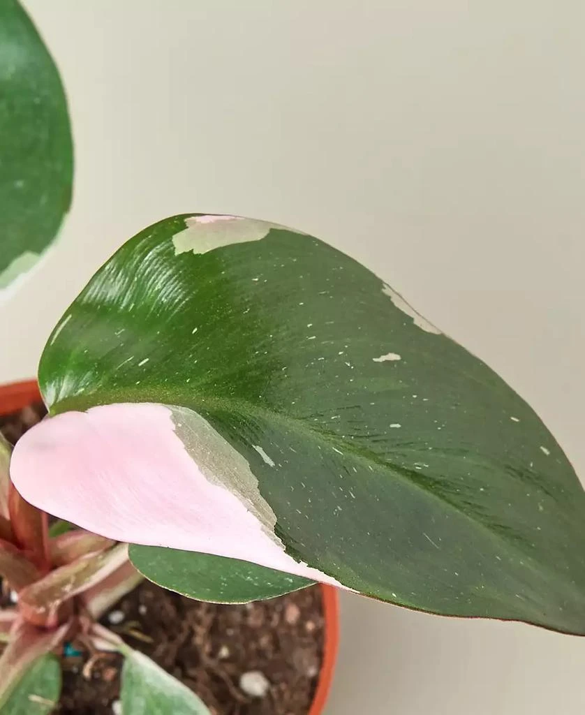 商品House Plant Shop|Philodendron Pink Princess in 4" Pot,价格¥371,第4张图片详细描述